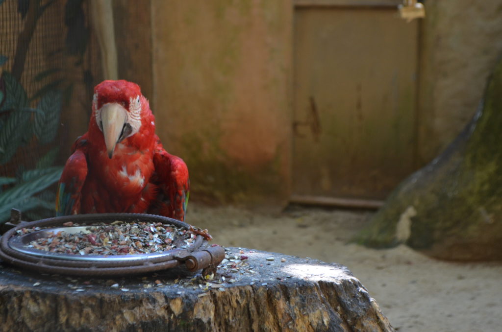 Parque das Aves