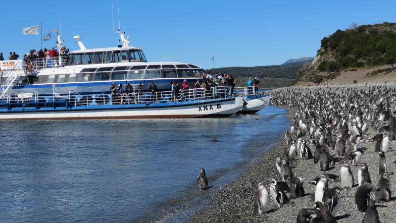 Pinguineira