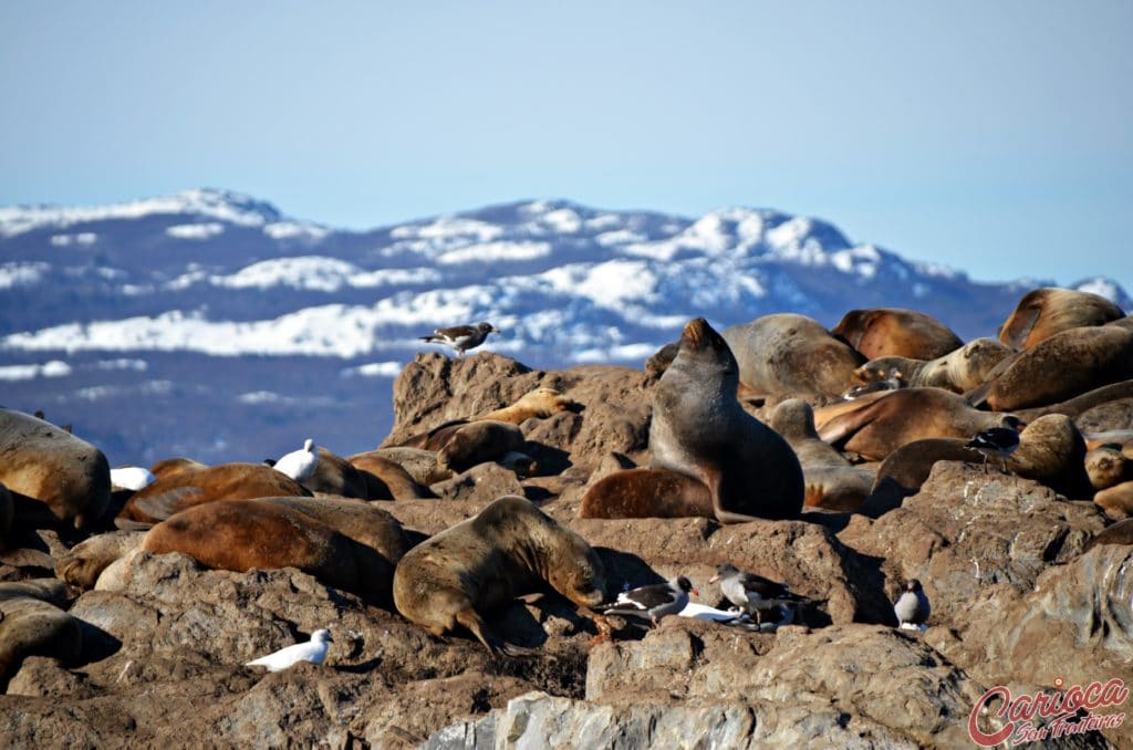 Isla de los Lobos Ushuaia