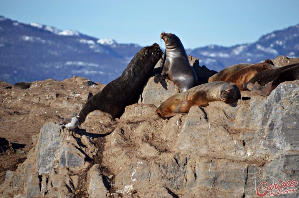 Isla de los Lobos Ushuaia