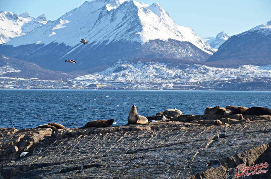 Isla de los Lobos na navegação pelo canal de beagle