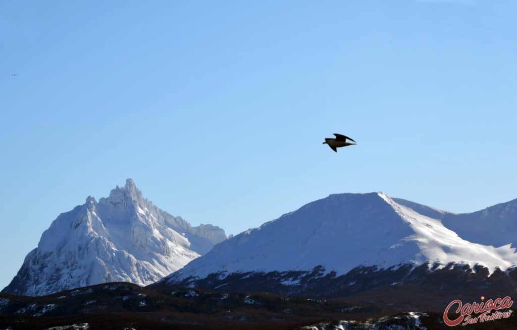 Isla de los Pajaros Canal de Beagle