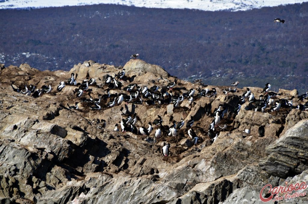 Isla de los Pajaros na navegação pelo canal de beagle