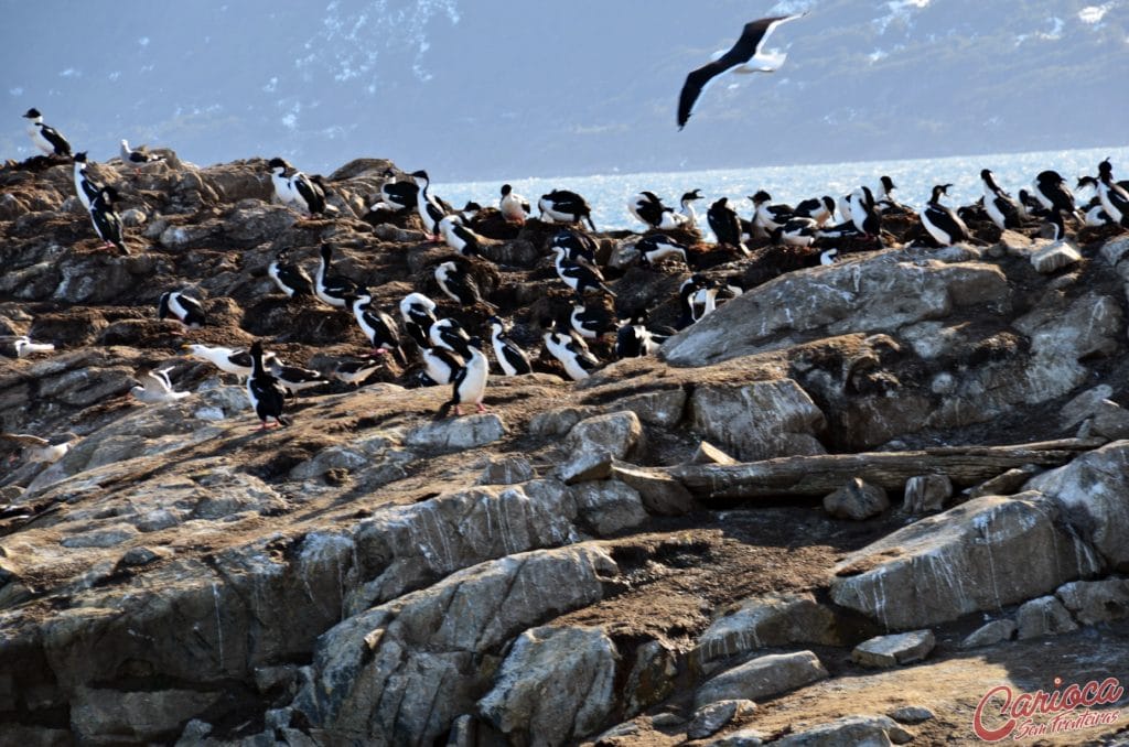 Isla de los Pajaros