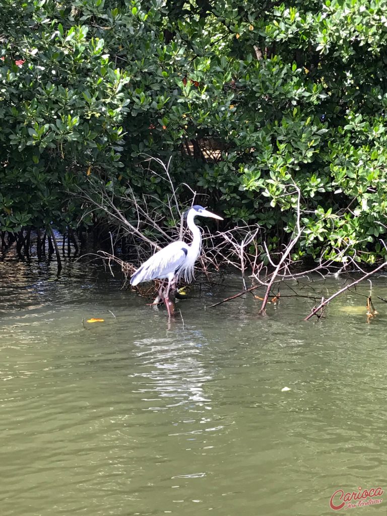 Passeio de barco pela Ilha da Gigóia