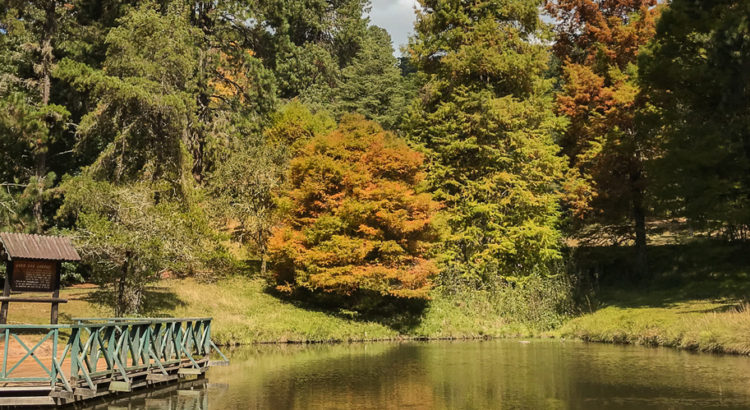 Horto Florestal de Campos do Jordão