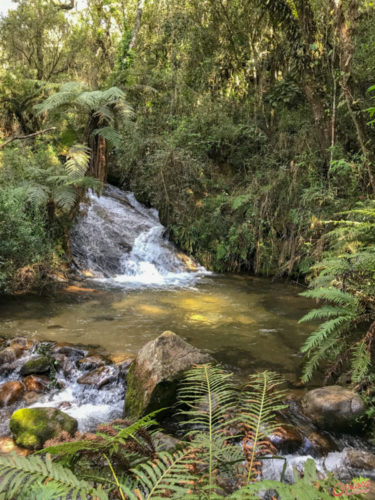 Trilha da Cachoeira Horto Florestal de Campos do Jordão