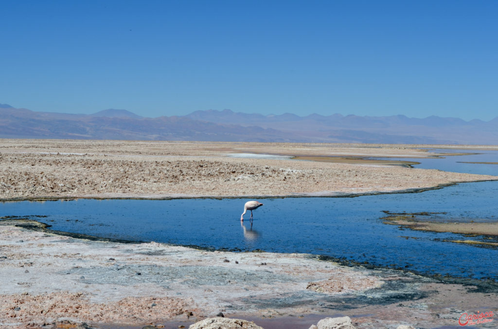 Salar do Atacama