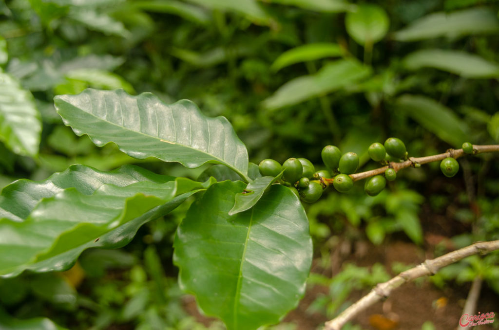 Rota Verde do Café