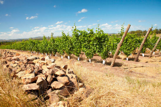 Bodega Bouza