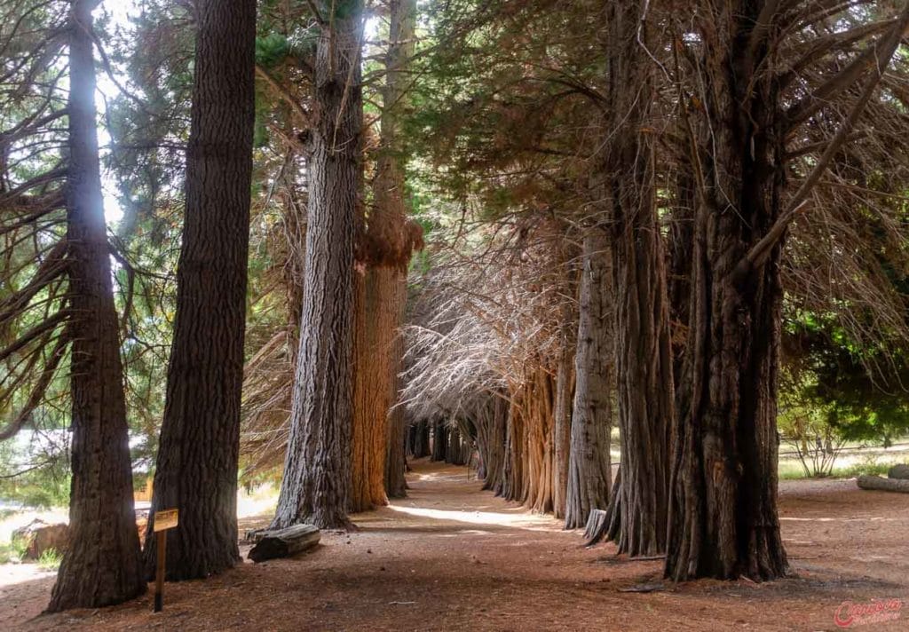 Sequoias na Isla Victoria