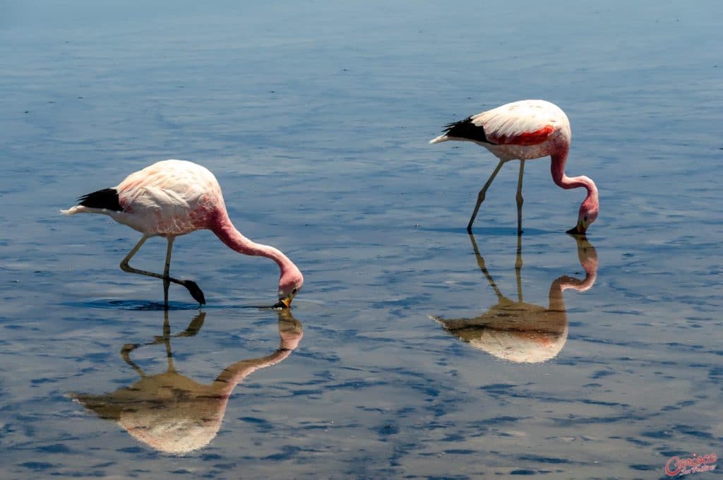Flamingos na Laguna Chaxa