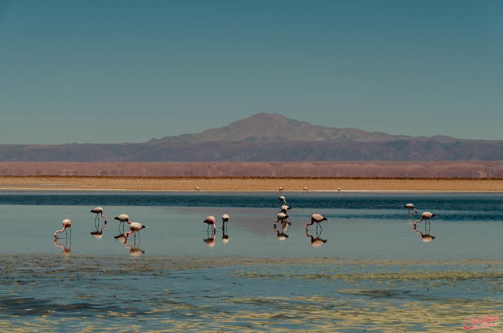 Laguna Chaxa na Reserva Nacional de los Flamencos