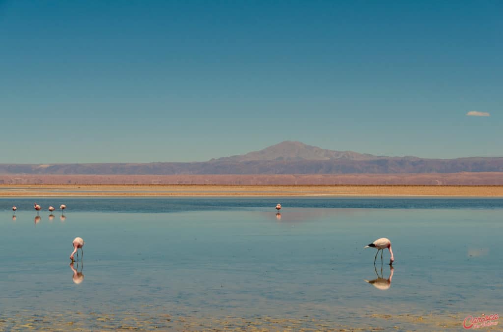 Laguna Chaxa no Deserto do Atacama