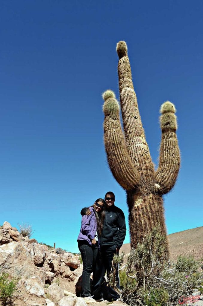 Cactos gigantes no Atacama