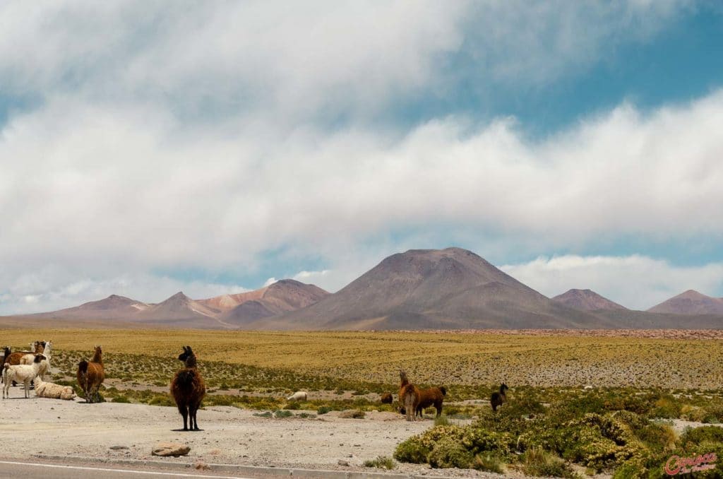 Ruta 27 no Atacama