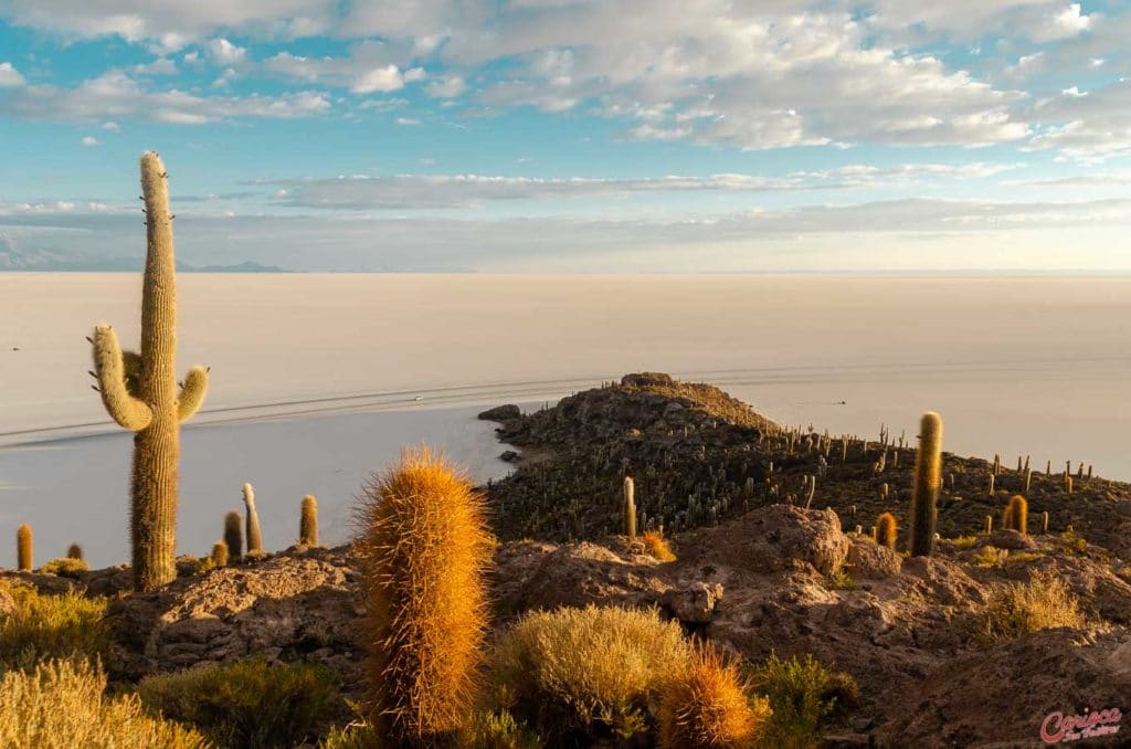 Isla Incahuasi no Salar de Uyuni