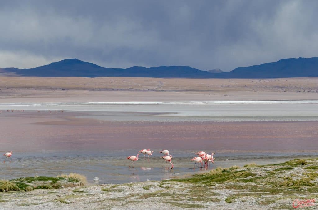 Flamingos na Laguna Colorada na Bolivia