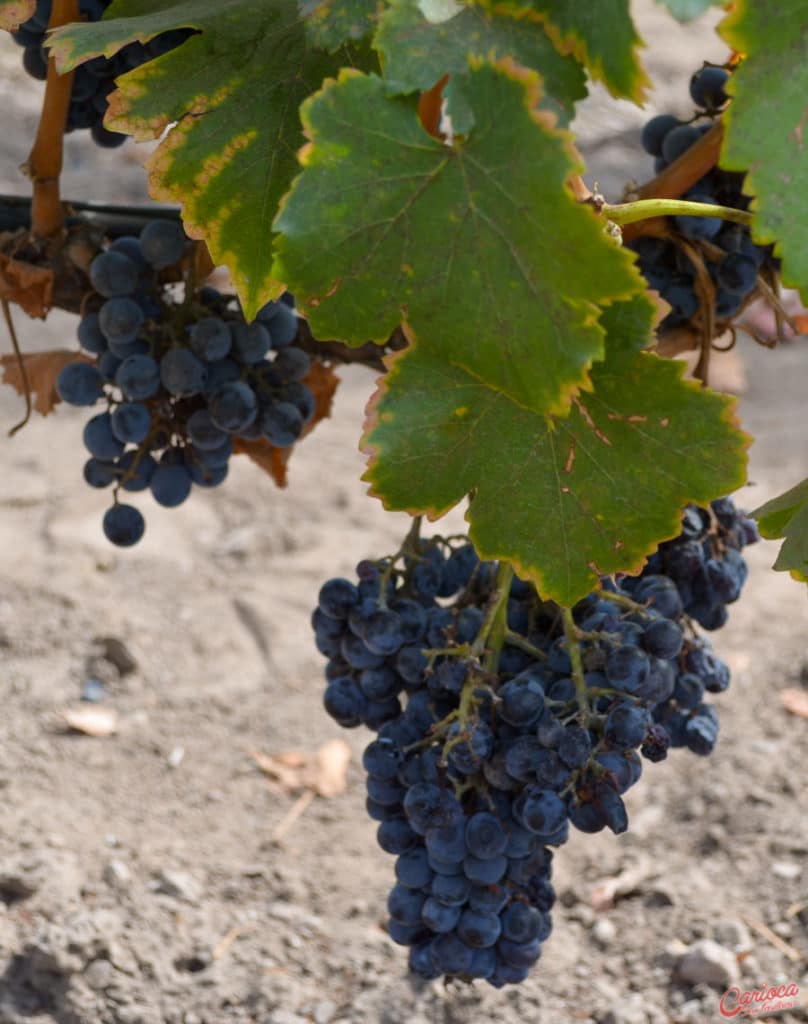 Cepas de uvas na vinícola Concha y Toro