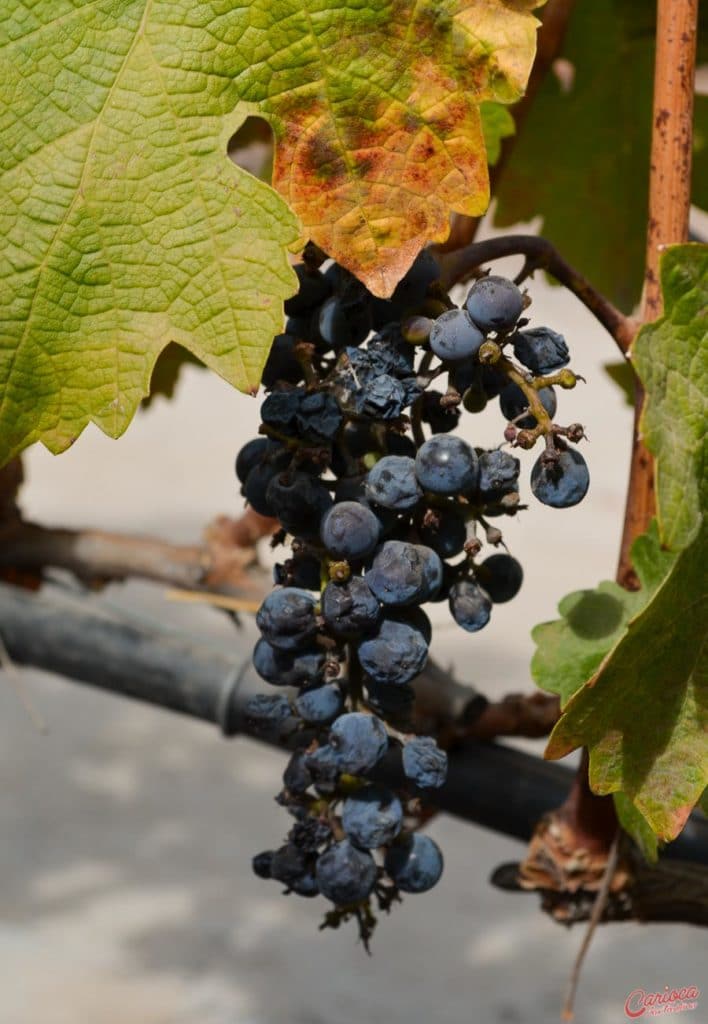 Cepas de uvas na vinícola Concha y Toro