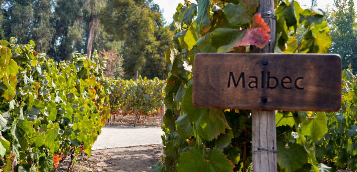 Vinhedo da Vinicola Concha y Toro no Chile