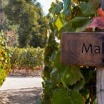 Vinhedo da Vinicola Concha y Toro no Chile