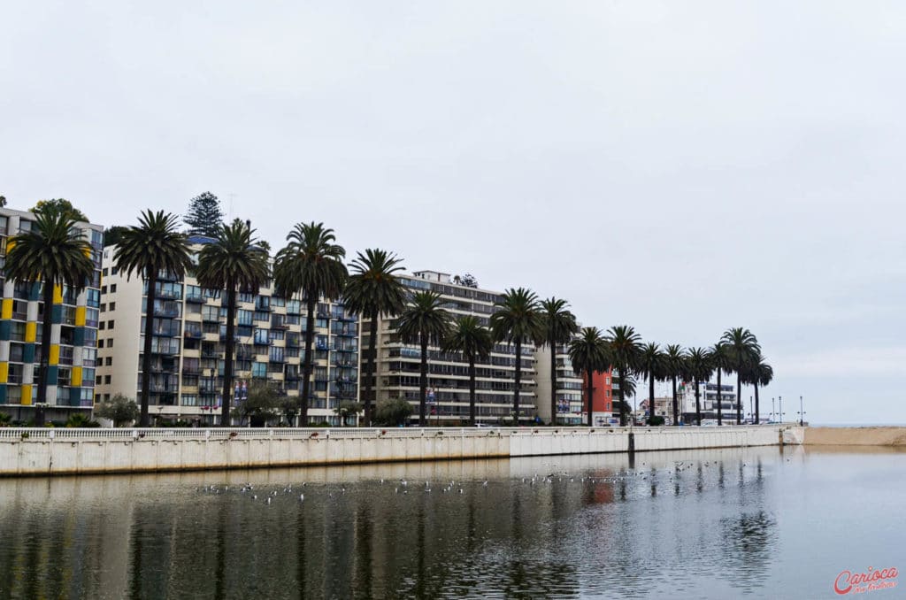 Orla cheia de palmeiras em Viña del Mar