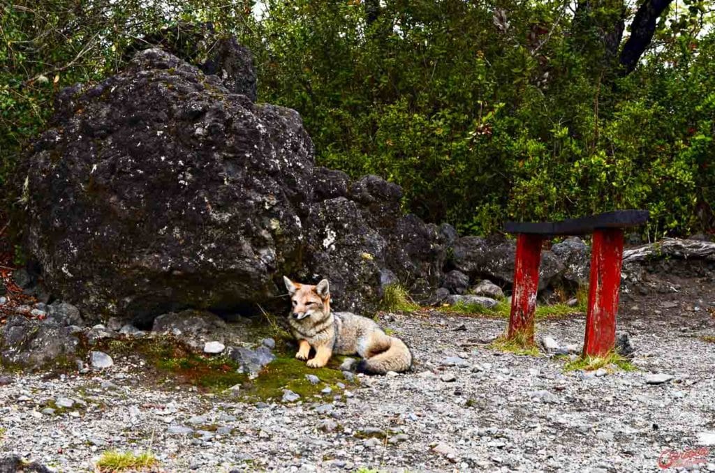 Raposa no Parque Nacional Vicente Perez Rosales