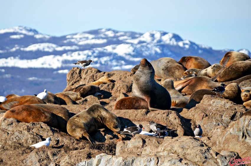 Isla del Lobos Canal de Beagle