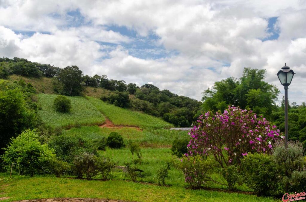 Plantação de Cana 