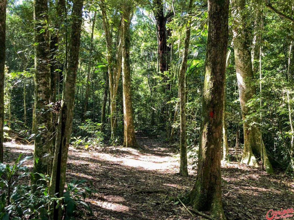 Clareira na Trilha da Cachoeira das Almas