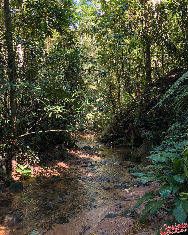 Riacho das Almas na Floresta da Tijuca