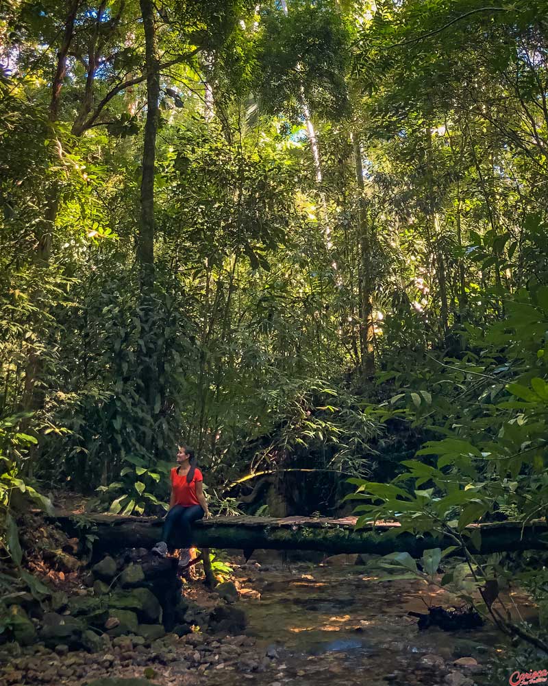 Riacho das Almas Floresta da Tijuca