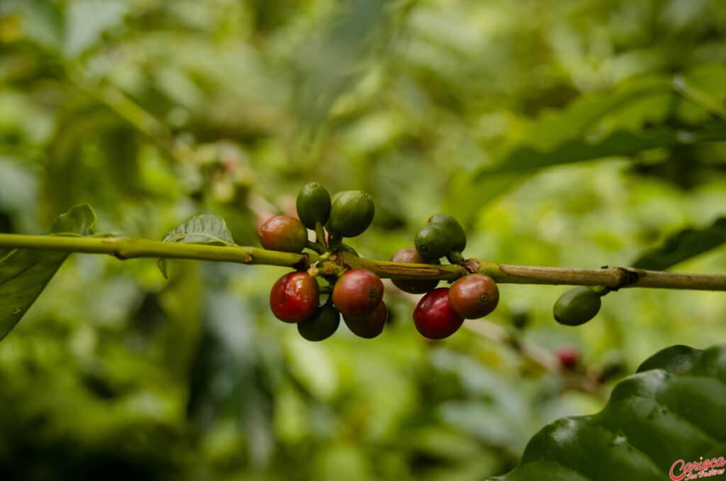 Rota Verde do Café