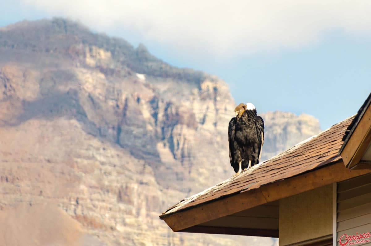 Condor no Valle Nevado
