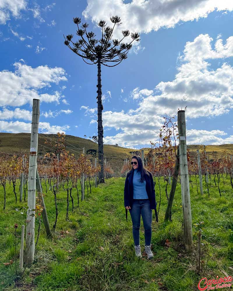 Vinícola na Serra catarinense