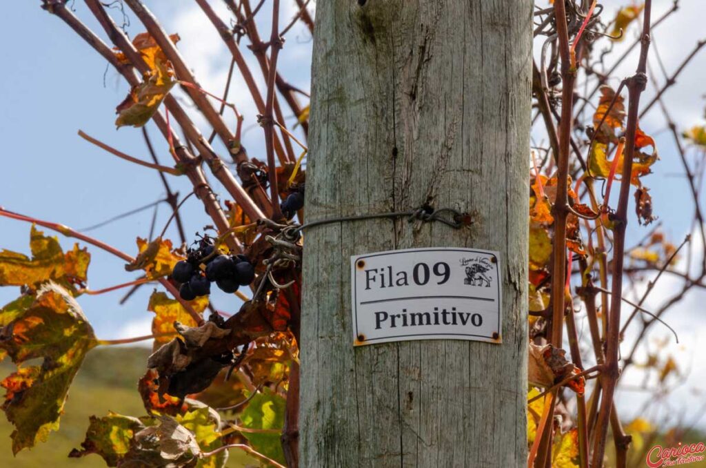 Uva Primitivo