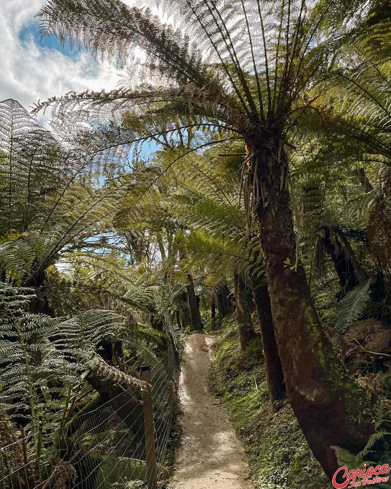 Floresta de xaxins no Parque Mundo Novo