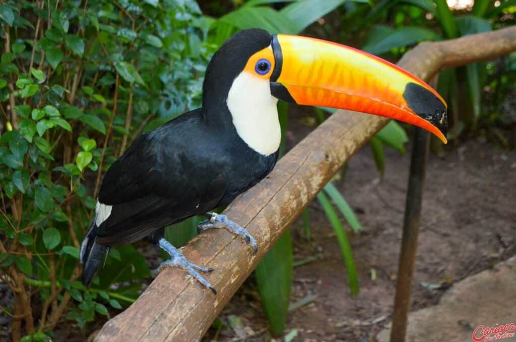 Parque das Aves em Foz do Iguaçu