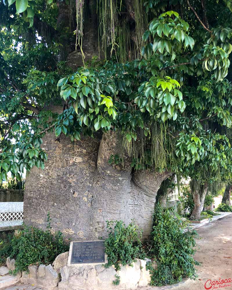 Árvore Maria Gorda em Paquetá
