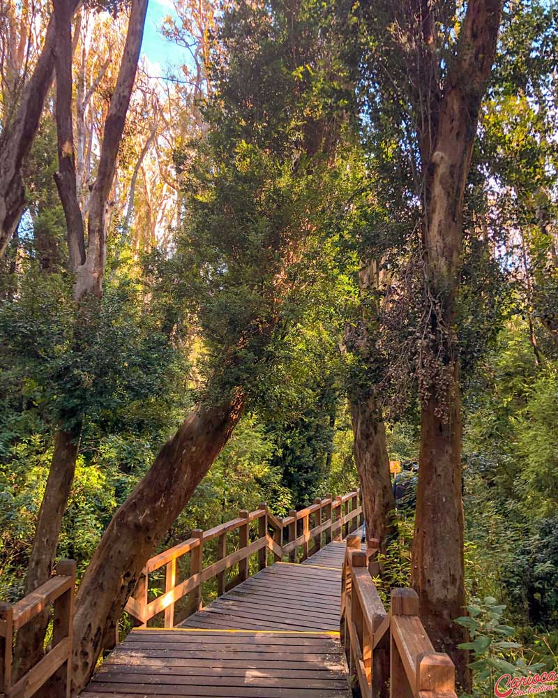 Bosque de Arrayanes