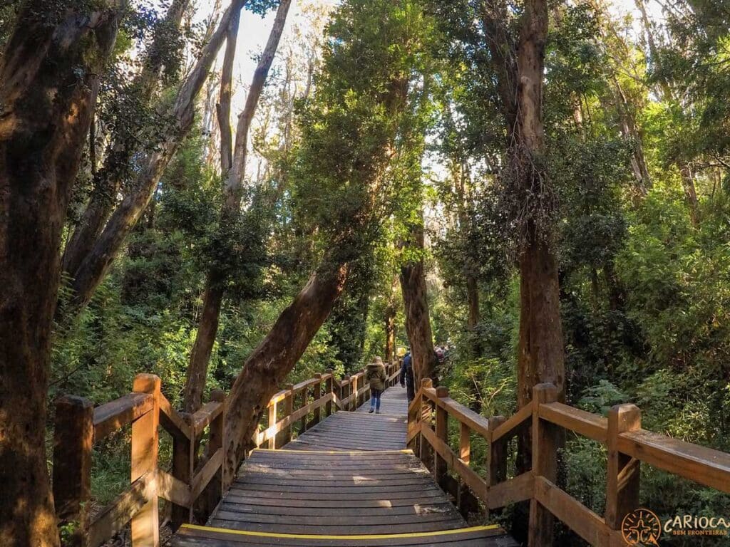 Bosque de Arrayanes em Bariloche