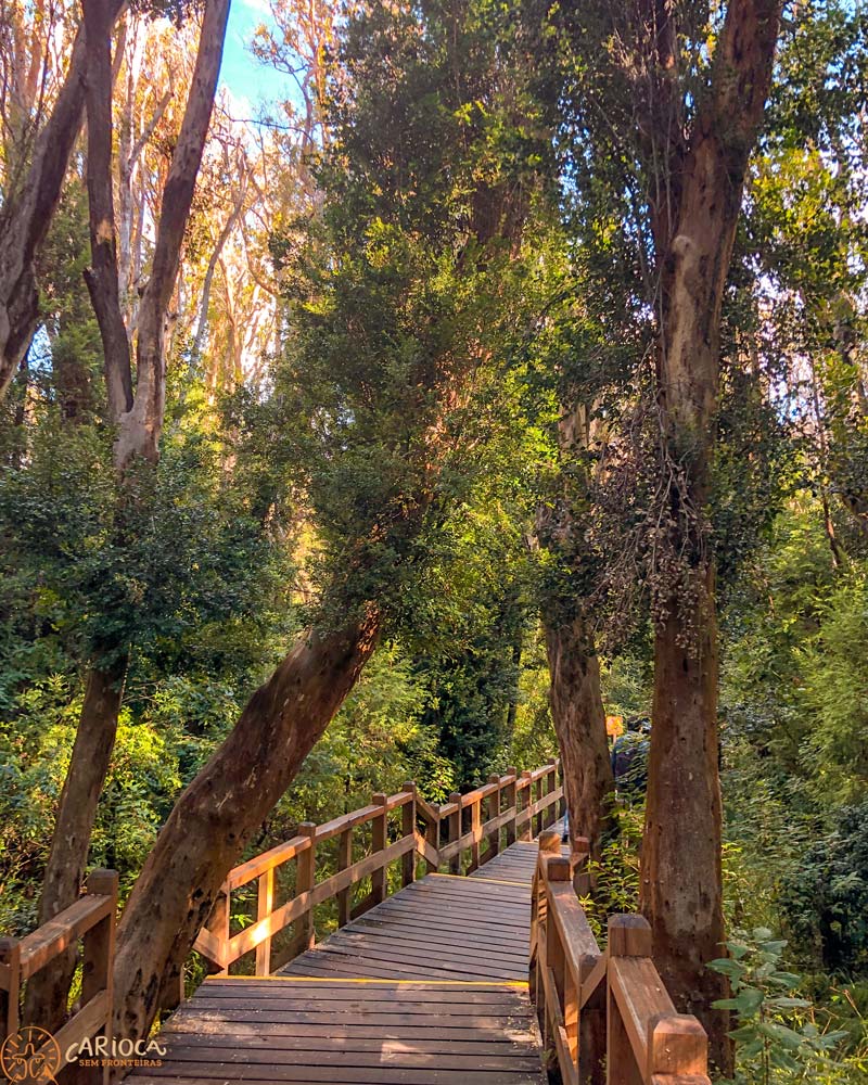 Bosque de Arrayanes em Villa La Angostura