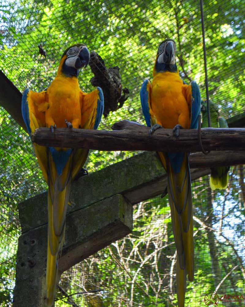 Casal de araras em Foz do Iguaçu