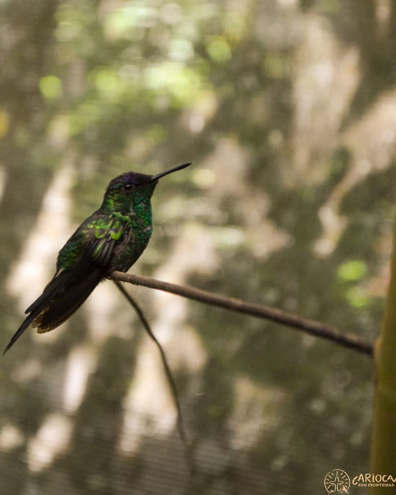 Beija-flor em Foz do Iguaçu