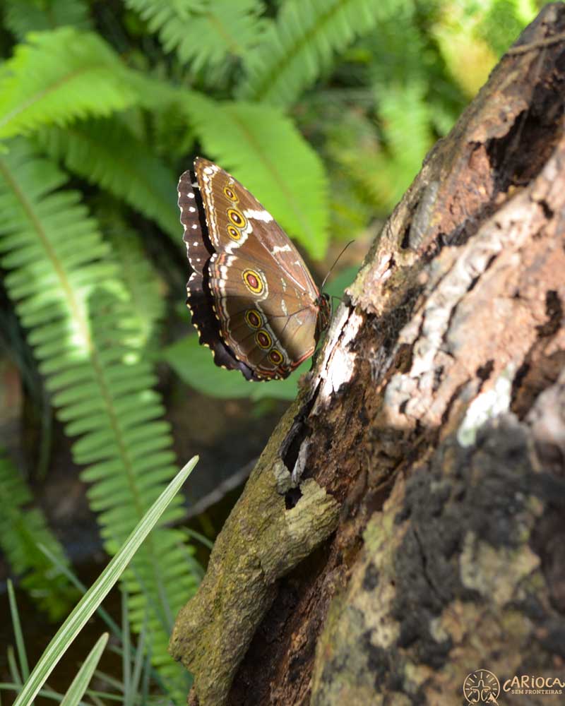 Borboletário em Foz do Iguaçu