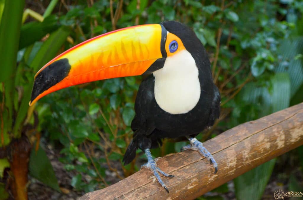 Parque das Aves em Foz do Iguaçu
